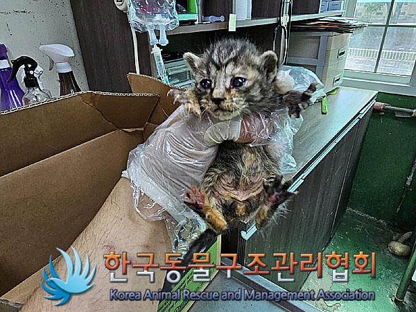 한국동물구조관리협회_411305202300209